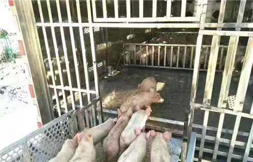 东风多利卡D9雏禽运输车图片